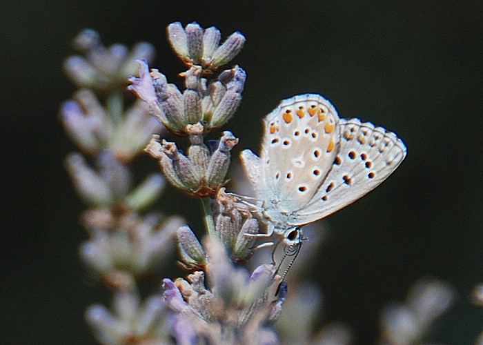 entrambe Polyommatus bellargus?